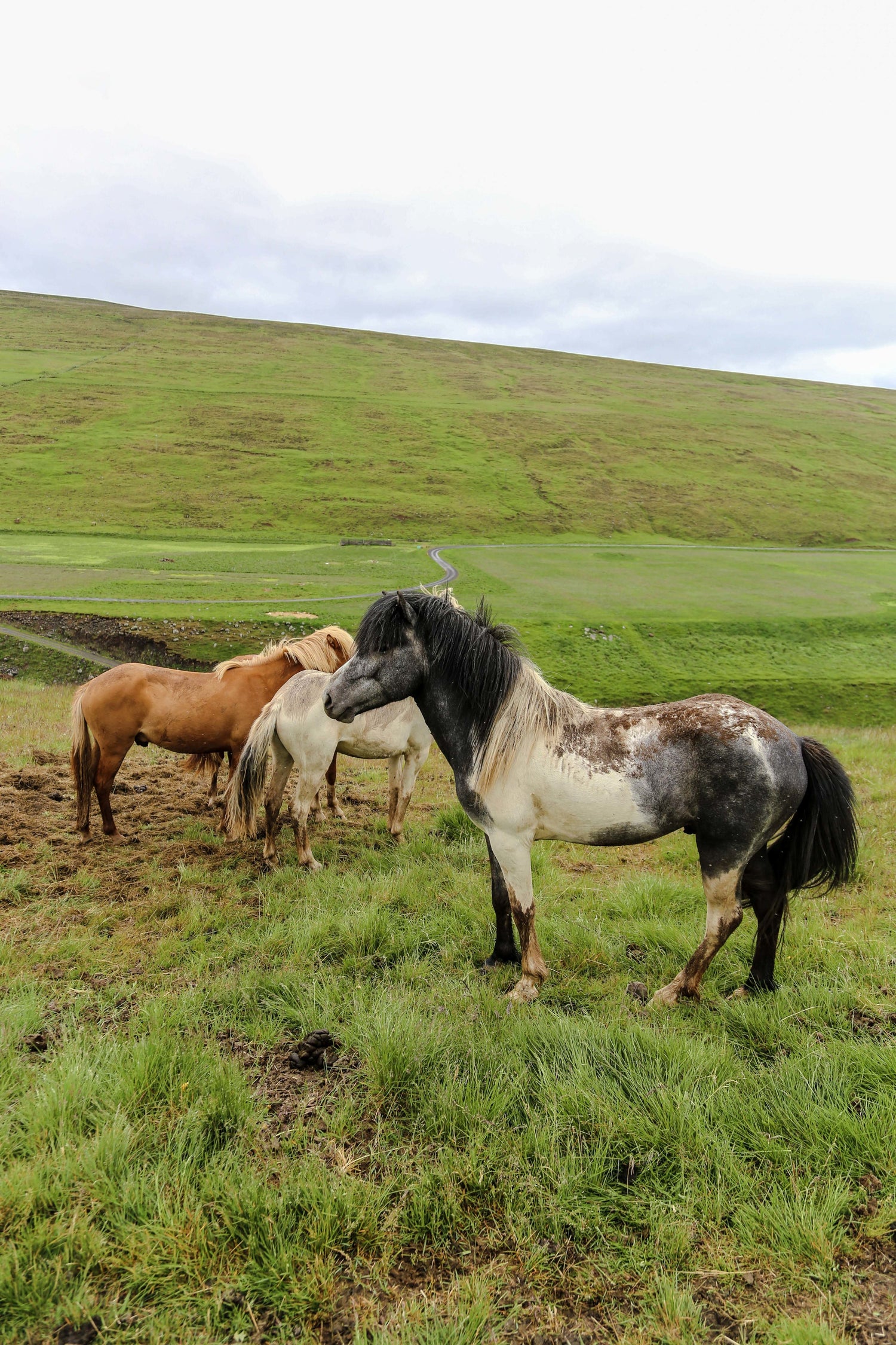 Horses - Stockhealth Australia