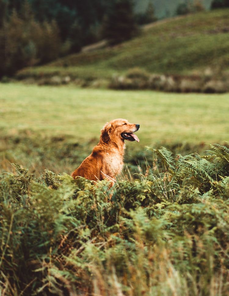 Dogs